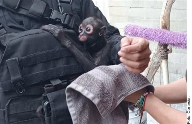 Hombre es detenido por pasear un mono araña en su Jeep, en Tonalá Hombre es detenido por pasear un mono araña en su Jeep, en Tonalá