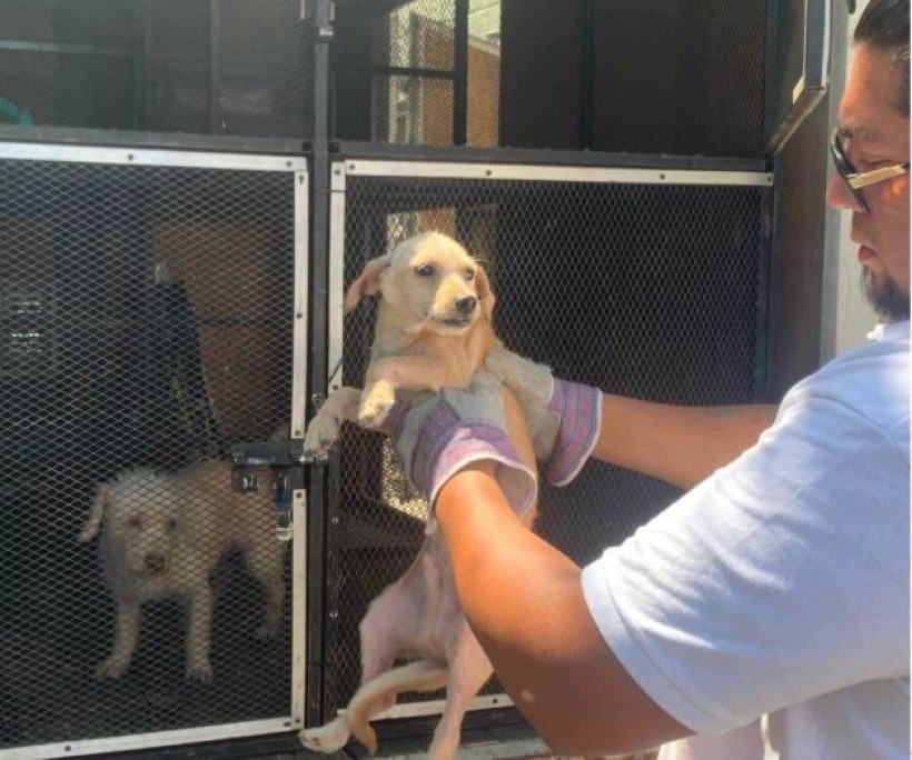 Rescate de Perros en estado de desnutrición en Guadalajara