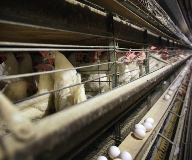 Precio de los huevos podría aumentar 41% más este año Precio de los huevos podría aumentar 41% más este año